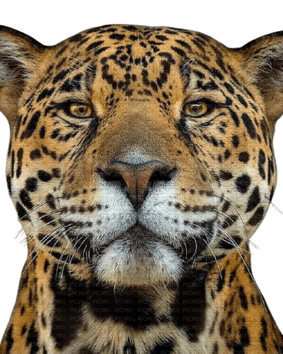 leopard - фрее пнг