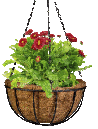 Blumenampel - Besplatni animirani GIF