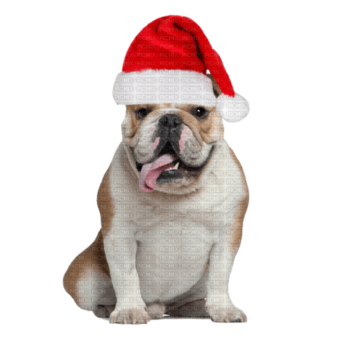 Christmas animal - zadarmo png
