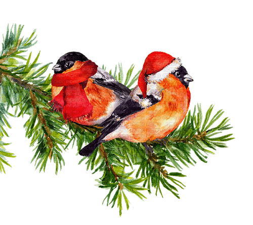 loly33 oiseaux hiver - PNG gratuit