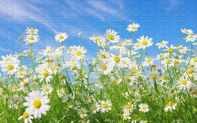 Kaz_Creations Deco Flowers Backgrounds Background Colours - ingyenes png