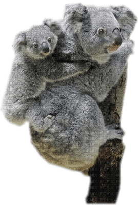 tube koala - ingyenes png
