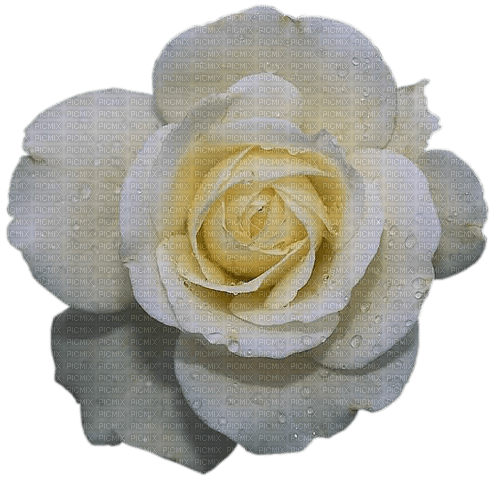 white rose - ücretsiz png