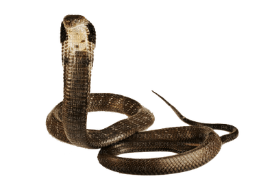 Kaz_Creations Snakes Snake - bezmaksas png