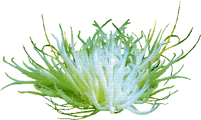 plant underwater - Nemokamas animacinis gif