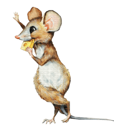 mouse by nataliplus - besplatni png