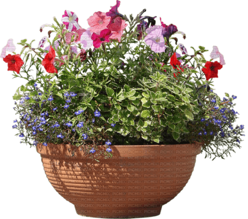 fleurs en pot web charmille - gratis png