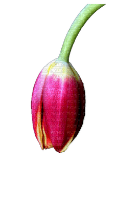 Flowers Tulips - zadarmo png