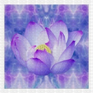 lotus mauve - png gratuito