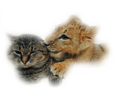 image chat lionceau - darmowe png