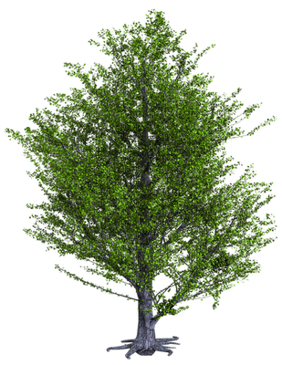 tree puu sisustus decor - Free PNG