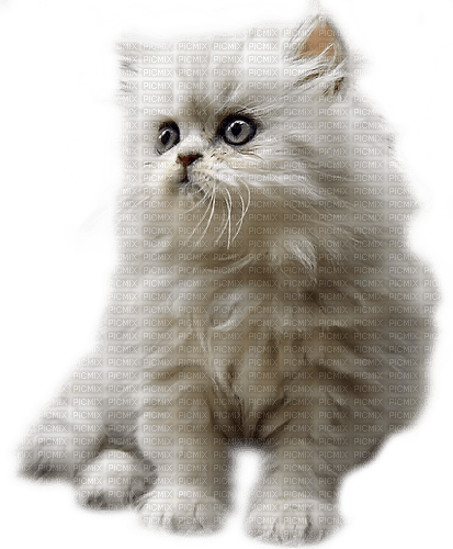 dolceluna white cat - Free PNG