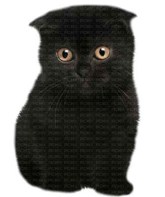 черный кот ❣ black cat - ücretsiz png