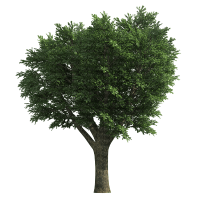 tree - png gratuito