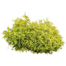arbusto - darmowe png