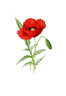poppy flowers bp - 免费PNG
