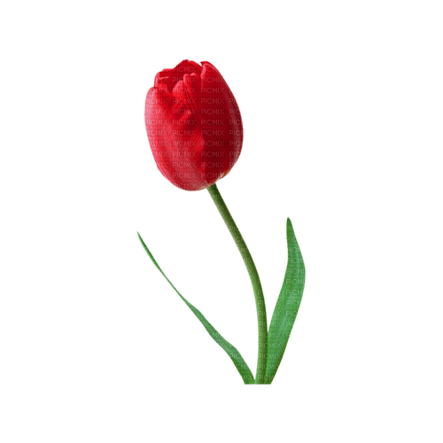kikkapink deco scrap red tulip flower - ücretsiz png