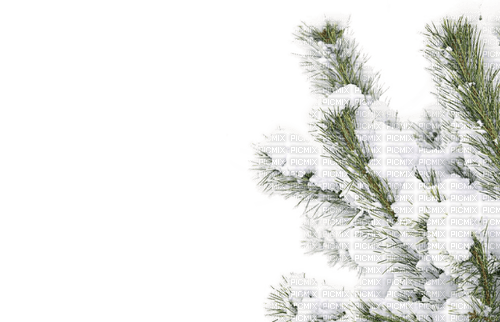Winter branch snow - PNG gratuit