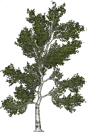 Деревья - 免费动画 GIF