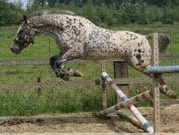 cheval qui saute - png grátis