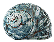 coquillage - zdarma png