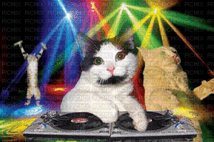 funny cats - Безплатен анимиран GIF
