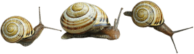 Kaz_Creations Snail - png gratuito