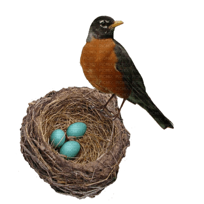 eggs of birds Nitsa Papacon - png gratuito