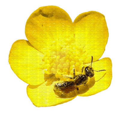 Flowers yellow bp - kostenlos png