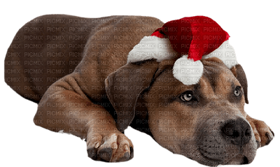 Kaz_Creations Dogs Dog Chien Noel - darmowe png