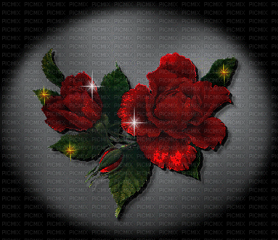 rose - 免费动画 GIF