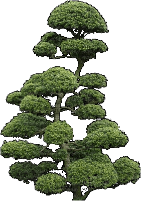 Baum - PNG gratuit