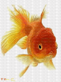 Fish - Nemokamas animacinis gif