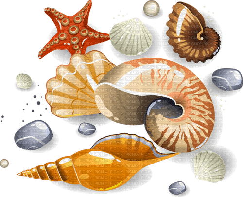 seashells Bb2 - 無料png