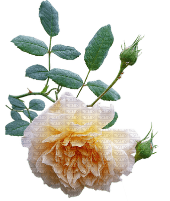 ruusu, rose, kukka, fleur, flower - PNG gratuit
