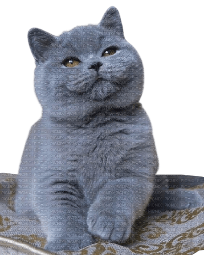 cat on the carpet - 無料png