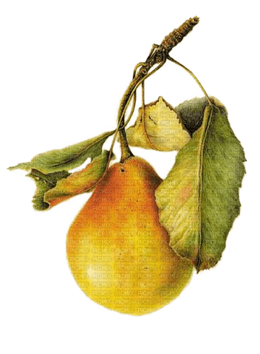 Birne, pears, - ücretsiz png