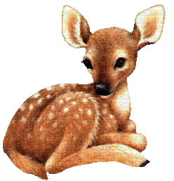 animated deer - Free animated GIF