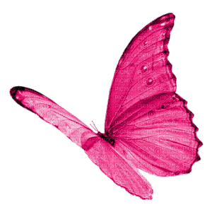 BUTTERFLY! - 無料png