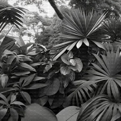 Greyscale Jungle - ilmainen png