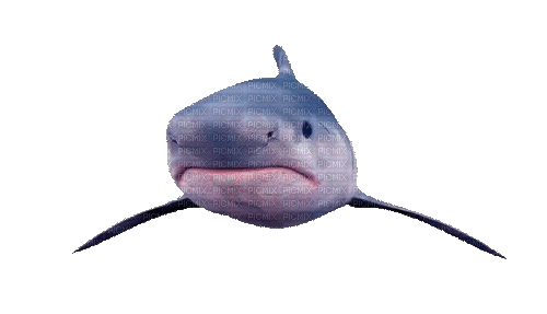 Shark - Ilmainen animoitu GIF