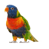 parrot - png ฟรี
