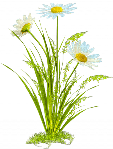 Flowers.Daisies.White.Yellow - Free PNG