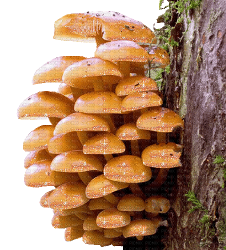 glitter mushrooms - GIF animado grátis