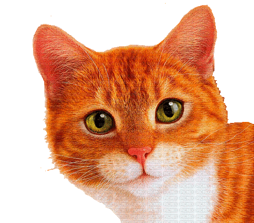 Cat.Chat.Gato.Orange.gif.Victoriabea - GIF animado grátis