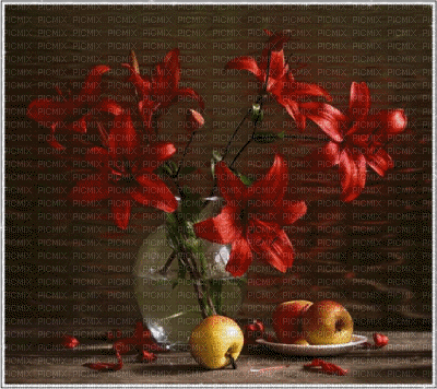 MMarcia gif flores vermelhas red fundo - Zdarma animovaný GIF
