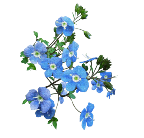 blomma--flowers--blue--blå - Free PNG