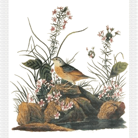 Vogel, Steine, Bach, Blüten - darmowe png