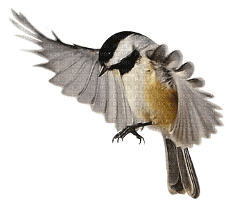 AVES - Free PNG