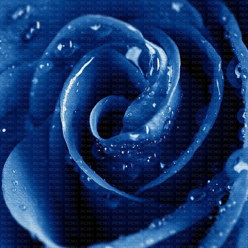 Royal Blue Rose - png ฟรี